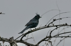 Phainopepla nitens