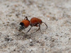 Dasymutilla ursus