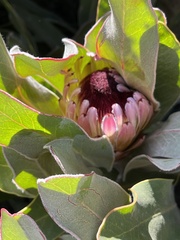 Protea lorifolia