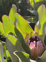 Protea lorifolia