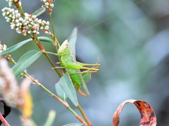 Orchelimum silvaticum