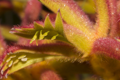 Anigozanthos humilis