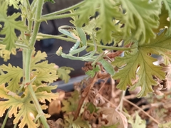 Sphodromantis viridis