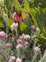 Protea lorifolia