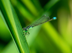 Ischnura denticollis
