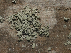 Ramalina labiosorediata