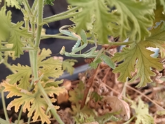 Sphodromantis viridis