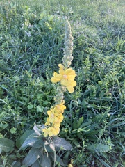 Verbascum phlomoides
