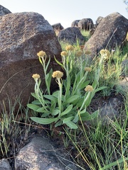 Helichrysum acutatum