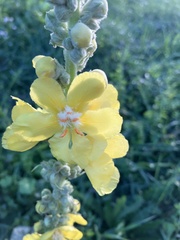 Verbascum phlomoides