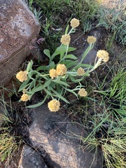 Helichrysum acutatum