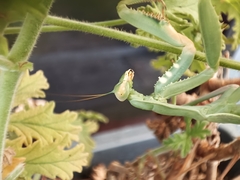 Sphodromantis viridis