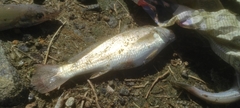 Sciaenidae