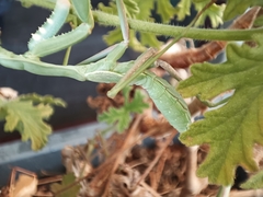 Sphodromantis viridis