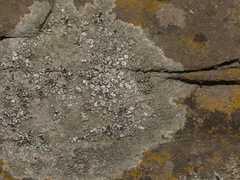 Lecanora saxigena