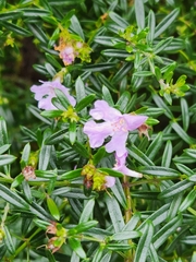 Westringia fruticosa