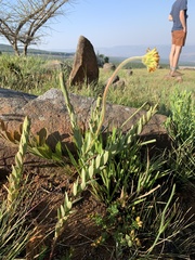 Lasiosiphon kraussianus