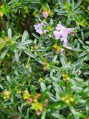 Westringia fruticosa