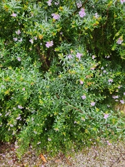 Westringia fruticosa