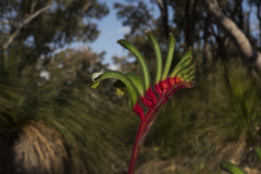 Anigozanthos manglesii