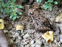 Fejervarya limnocharis