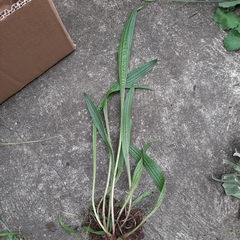 Plantago lanceolata