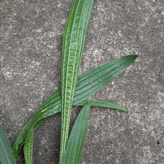 Plantago lanceolata
