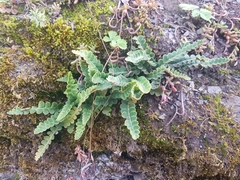 Asplenium ceterach