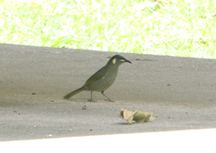 Meliphaga lewinii mab