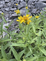 Arnica lanceolata