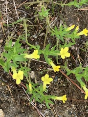 Gratiola aurea