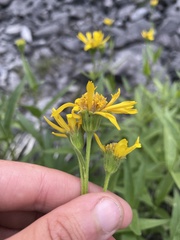 Arnica lanceolata