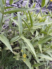 Arnica lanceolata