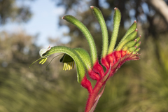 Anigozanthos manglesii