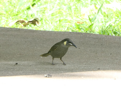 Meliphaga lewinii mab