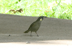 Meliphaga lewinii mab