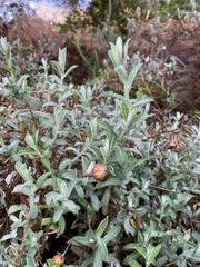 Helichrysum