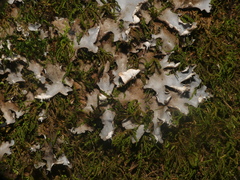 Peltigera phyllidiosa