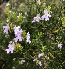 Westringia eremicola