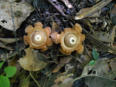 Geastrum triplex