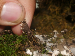 Peltigera phyllidiosa