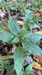 Persicaria longiseta