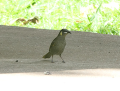 Meliphaga lewinii mab