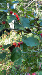 Crataegus laevigata