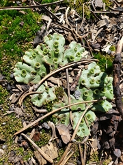 Marchantia