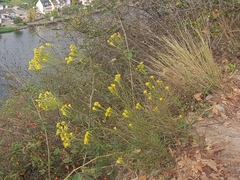 Galatella linosyris