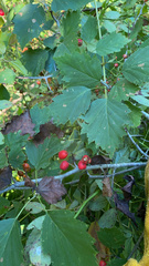 Crataegus laevigata