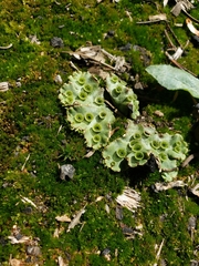 Marchantia