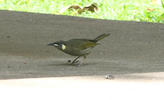Meliphaga lewinii mab