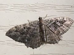 Rheumaptera meadii